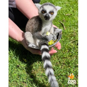 Parc zoologique du chateau de branfere - à partir de 13 ans Parc zoologique du chateau de branfere - à partir de 13 ans