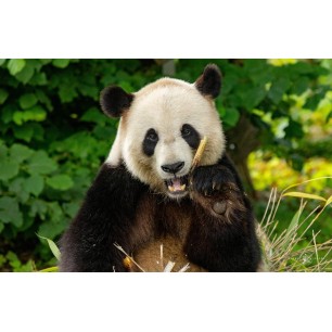 E billet Pairi Daiza - à partir de 12 ans
