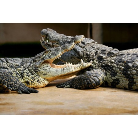 Alligator Bay dès 13 ans- sur commande 15 j 