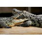 Alligator Bay dès 13 ans- sur commande 15 j 