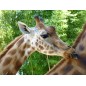 Zoo des Sables d'Olonne dès 11 ans  - sur commande 15 j de délai