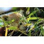 Zoo des Sables d'Olonne de 3 à 10 ans - sur commande 15 j de délai
