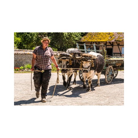 Ecomusée d'Alsace adulte - à partir de 18 ans